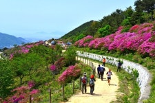 봄꽃 나들이, 부산으로 오세요