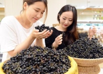 농업회사법인주식회사금산아로니아 | 여름철 무농약 재배 아로니아 '인기'