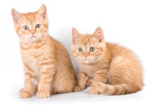 장수하려면 ‘일란성 쌍둥이 같은 친구 필요해