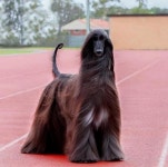 지구에서 가장 예쁜 개.. 우아함 놓치지 않을거에요