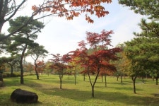 단양휴게소(춘천 방향), 오색물결 단풍 손짓