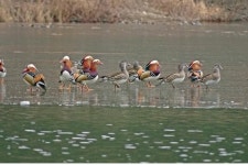 낙동강 겨울 철새의 화려한 군무...19일 탐조 한마당 행사