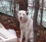 [반려동물과의 행복한 동행] 길거리보다 못한 구청 유기동물임시보호소