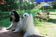 한화리조트 양평, 반려동물 놀이터 오픈