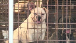 [반려동물도 가족이다] 누렁이는 먹는 개, 비글은 키우는 개? 누가 그러던가요?