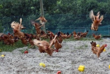 힘차게 날개짓하는 제동목장 토종닭