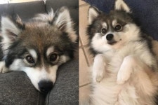 너무 귀여워 인기 폭주 중인 폼스키