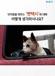 [카드뉴스]반려동물 태우는 펫택시가 논란에 휩싸인 이유