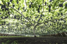 한 그루에 4000송이 CJ오쇼핑, 슈퍼포도 판매