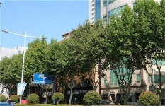 부산 도심 가로수 확 달라진다