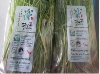 팔공산 친환경 이식미나리 본격 출하