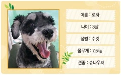 [유기동물 입양을 위한 동반자를 찾습니다] 상처깊은 로하 보듬어주세요