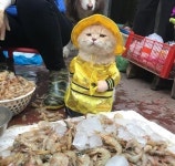 생선 가게 지키는 고양이, 인스타그램 스타 등극