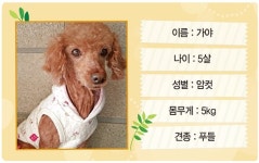 [유기동물 입양을 위한 동반자를 찾습니다] 소심한 가야의 마음을 열어주세요