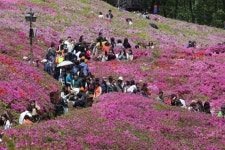 3일간 수십만명 군포로…군포철쭉 절정