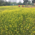 인천 남동구 수산동 4만6000㎡에 유채꽃․청보리 활짝 
