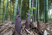 죽순을 지켜라 울산 태화강 십리대숲 지킴이 활동 시작