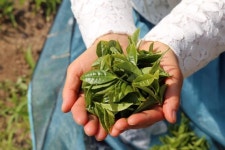 [yes+레저] 茶밭으로 푸르른 하동..쓴맛 단맛이 느껴지네,우리네 삶처럼