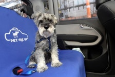 반려동물 연 15% 성장..펫팸족 위한 맞춤 서비스 봇물