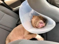 악마들이 훔친 반려견 찾으러 1450km 달린 견주