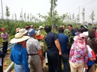 연천군 사과연구회 양구 펀치볼 사과농장서 연찬교육