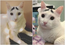 유기묘의 묘생역전.. 25만 팔로워 보유한 억울 고양이