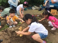 주말농장에서 감자캐는 원주 명륜동 사람들