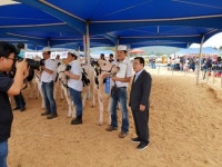 강순묵-고상헌 양주시 홀스타인·한우 경진대회 챔프 등극