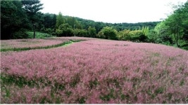 울산대공원 핑크뮬리 활짝... 27일까지 이벤트