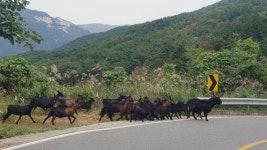 [네모이야기]염소 가족의 가을나들이