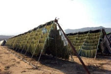 양구 DMZ 펀치볼 시래기축제..27일 개막