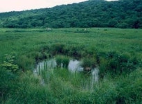 강원도 인제 대암산 용늪, 람사르습지도시로 최종 인증