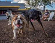 식당 방문한 개와 놀아주면 시급 100달러