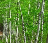 강원도, 내년 춘천·홍천지역 320ha에 큰나무가꾸기 사업 추진 