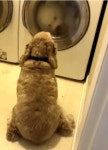아끼는 곰인형 세탁하자..세탁기 앞 요지부동 강아지