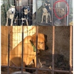 동물구조119 김포 율생리 개농장 구조후 완전 철거