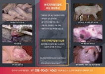 고양시 ‘아프리카 돼지열병’ 주의보 발령