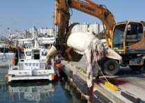 울산 대왕암에서 고래사체 발견..밍크고래로 추정