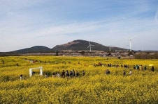 [fn포토] 샛노란 유채꽃물결과 왕벚꽃 향연, 오름은 덤