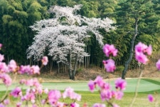 삼성물산 운영 4개 골프장, 봄날을 주제로 SNS사진 공모전 개최