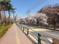 [포토뉴스] 남양주 ‘블링블링 별빛벚길’