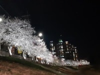 [포토뉴스] 남양주 ‘블링블링 별빛벚길’