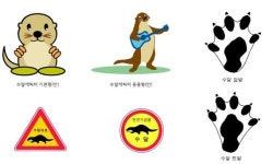 대구 도심에 수달 총 24마리(신천8·금호강7·동화천7·팔거천2) 살아