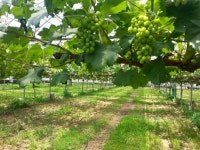 ‘유기농업 3.0 패러다임’ 전환.. 지속가능 농업으로 확장 견인 [웰빙시대, 건강한 먹거리]