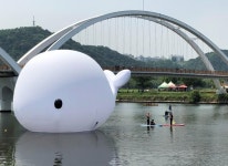 울산 태화강에 모비딕?...미소천사 상괭이 입니다