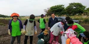 농협 제주본부·농가주부모임, 해바라기 꽃밭 조성