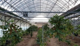 강원대, 커피나무 체험농장 개설