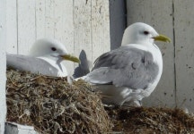 성난 갈매기 때문에.. 일주일간 집에 갇힌 노부부