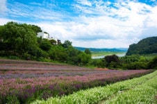 연천 허브빌리지, ‘2019 안젤로니아 축제’ 개최