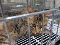 TNR 지침 어긴 동물병원에 예산 환수한 연제구.. 안한 금정구·영도구·기장군